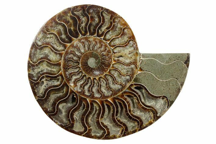 Cut & Polished Ammonite Fossil (Half) - Madagascar #347841